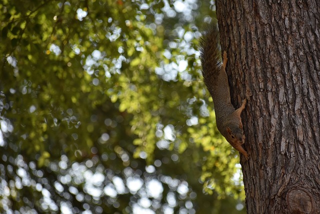 骑士在本场 骑士在本场